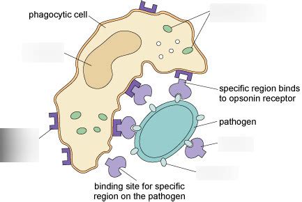Phagocyte Diagram | Quizlet
