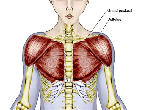 Chest Muscles Anatomy Labeled Human Muscle System Functions Diagram | Images and Photos finder