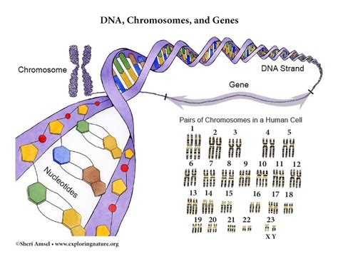 DNA, Chromosomes, and Genes - Illustrated