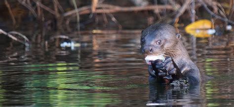 Conservation-partnership-programme-giant-otter - People's Trust for Endangered Species