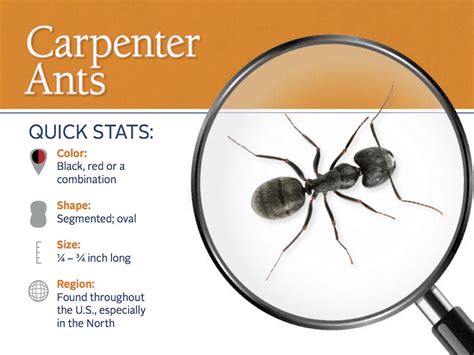 Signs of Carpenter Ants: How to Get Rid of Carpenter Ants