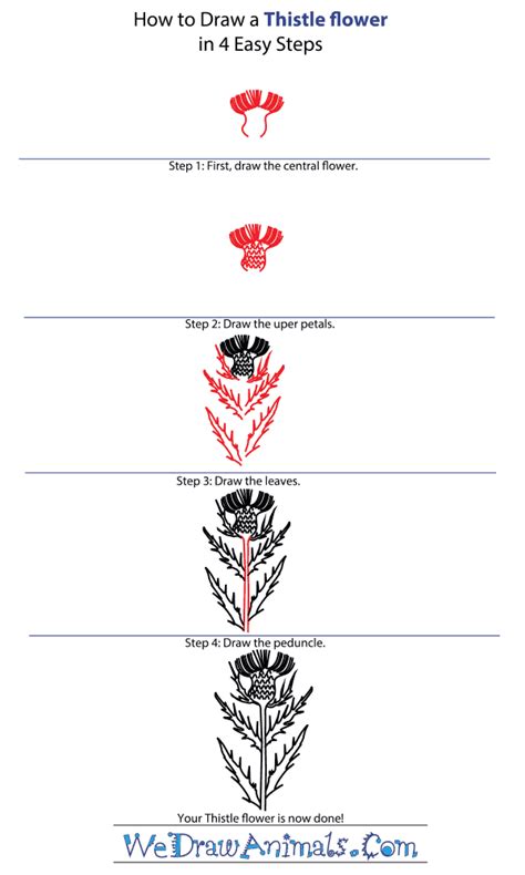 How to Draw a Thistle Flower