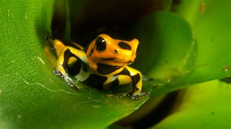 Poison Frog | San Diego Zoo Animals & Plants