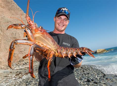 California Spiny Lobster Season Opens Oct. 3 - The Rogue Outdoorsman