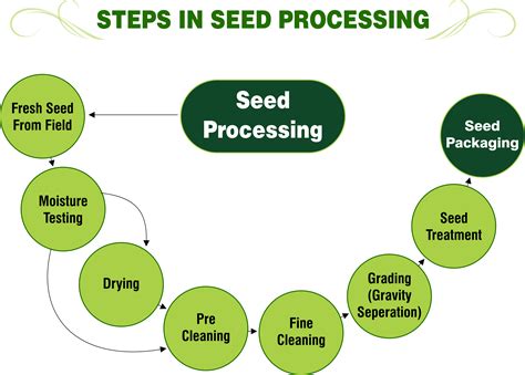 STEPS IN SEED PROCESSING – png – Super Seeds