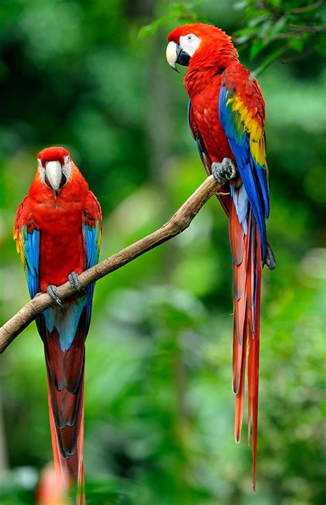 Scarlet Macaw Facts, Care as Pets, Housing, Feeding, Pictures