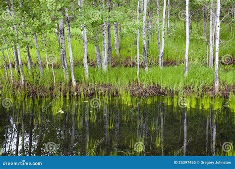 Wetland trees and grass. stock image. Image of outdoor - 25397455