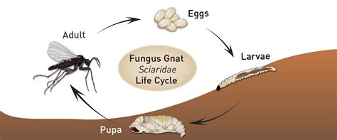 Fungus gnat life cycle - BioBee