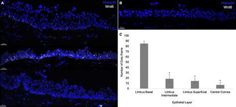 RNAscope fluorescence in situ hybridization assay. RNAscope assay... | Download Scientific Diagram