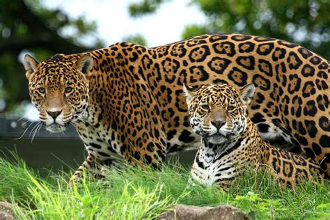 10 Enthralling Jaguar Facts