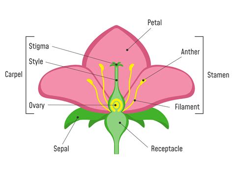 Simple Parts Of A Flower Diagram