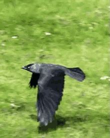 Crow GIF - Crow Bird Flying GIFs | Animation sketches, Animated animals ...