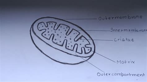 Draw A Labelled Diagram Of Mitochondria