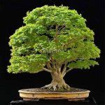 Japanese Ghost Blue Maple Bonsai Tree 20 Pcs Seeds - BuyingSeed.com