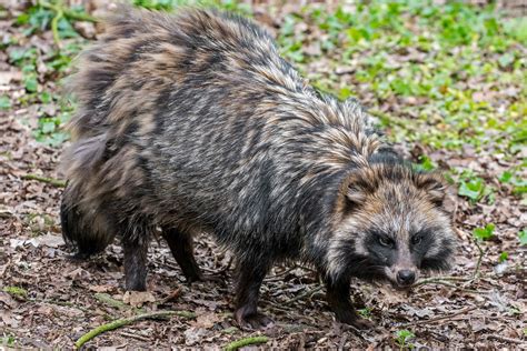 Wild Raccoon Dogs Escape Enclosure and Wreak Havoc in English Village ...