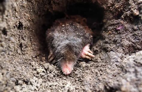 Mole - Description, Habitat, Image, Diet, and Interesting Facts