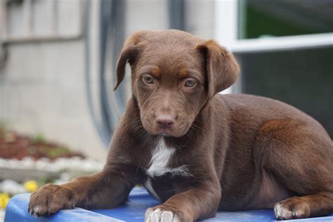 Australian Shepherd/Chocolate Lab Mix For Sale Baltic OH Female Chocol – AC Puppies LLC