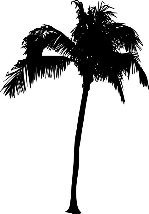 palm tree silhouette png 10 free Cliparts | Download images on Clipground 2024