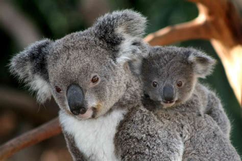 Koala Facts: Habitat, Behavior, Diet