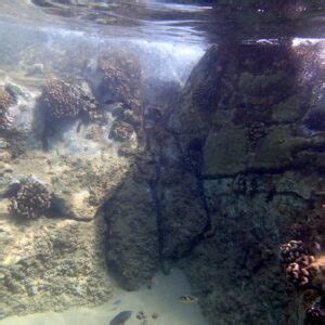 Snorkeling in Napili Bay, Maui | Snorkeling in Hawaii