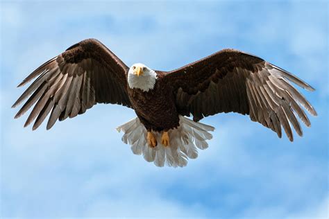 American National Symbol Bald Eagle with Wings Spread Photograph by Open Range Studios - Fine ...