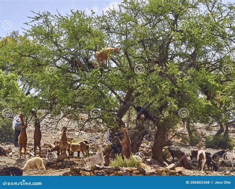 Goats Standing and Climbing in a Argan Oil Tree Stock Photo - Image of ...