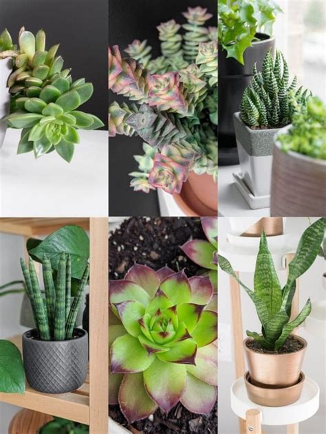 10 of the Best Succulents to Start Your Plant Obsession