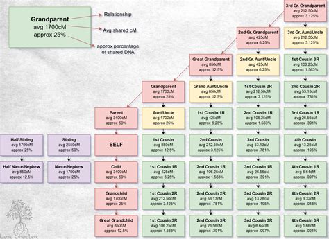 Understanding Your DNA: A Guide to Shared cM