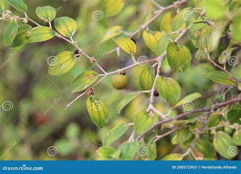 Jamblang Fruit from Indonesian Banda Aceh Editorial Stock Photo - Image of jamblang, banda ...