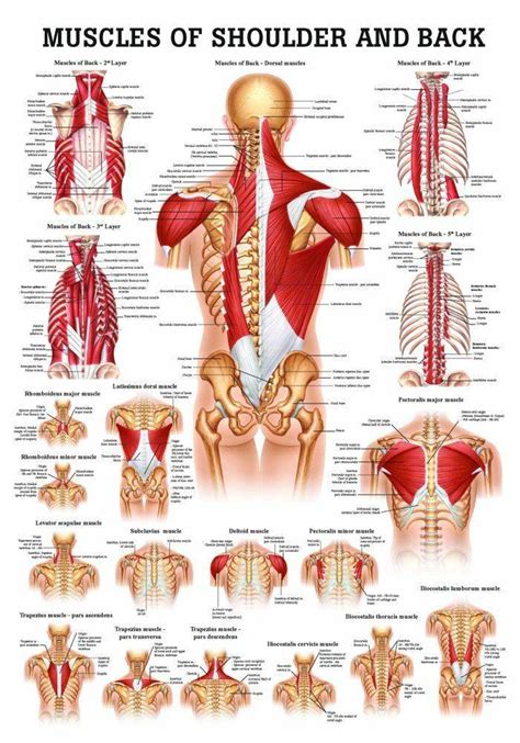 Rudiger Anatomie - Muscles of the Shoulder and Back Laminated Anatomy Chart