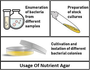 What is Nutrient Agar Media? Definition, Composition, Principle & Uses ...