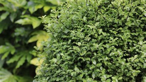 Pittosporum Hedge: 7 Best Pittosporum Varieties For Hedges