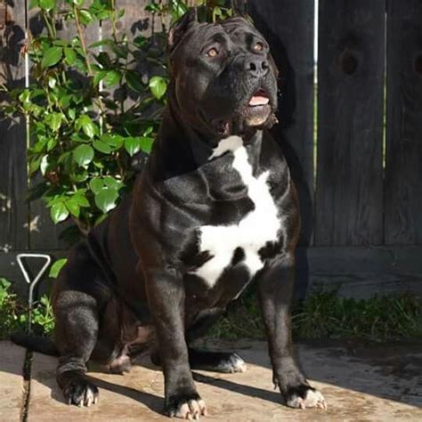 Black Strong Bully | American bully, Dog life, Bully xxl