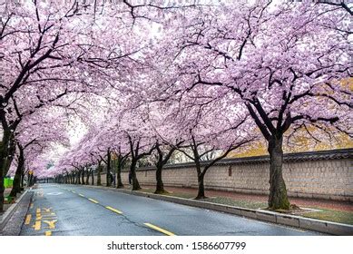 25 Gyeongju cherry blossom festival 2019 Images, Stock Photos & Vectors | Shutterstock