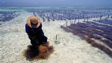 Seaweed farming for carbon dioxide capture would take up too much of the ocean | MIT Climate Portal