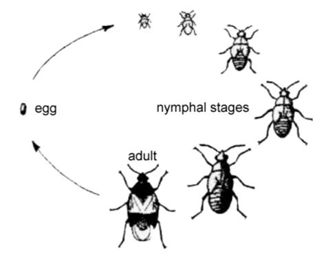 Boxelder Bugs — Facts, Information, Prevention & Control | PestsGuide