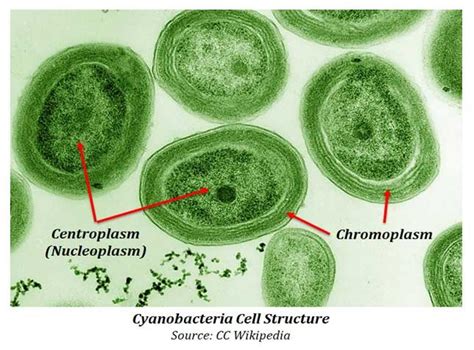 cyanobacteria-cell-structure | EasyBiologyClass