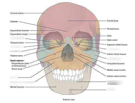 anterior skull bones Diagram | Quizlet