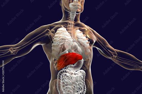 Liver highlighted inside human body, 3D illustration Stock Illustration | Adobe Stock