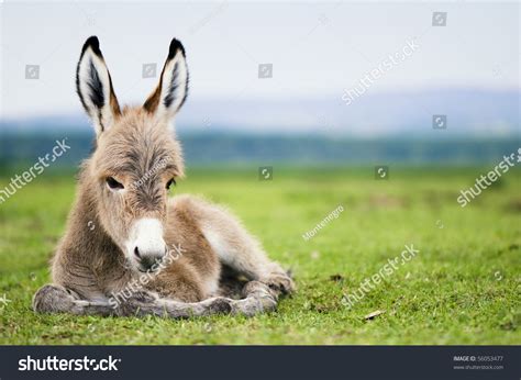 Young Baby Donkey Stock Photo 56053477 : Shutterstock