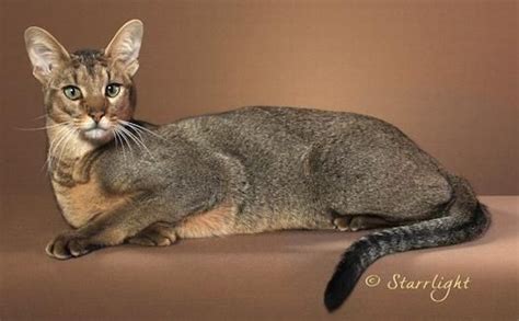 Chausies - Chausie Kittens for Sale | Pretty cats, Chausie cat, Cat furry