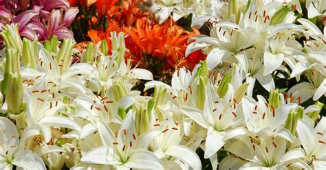 Easter Lilies & Garden Lilies