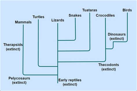 What is a Cladogram: Explain with Editable Examples