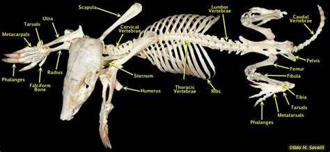 Mole Skeleton Diagram - Human Anatomy