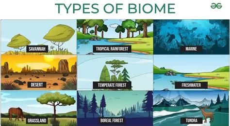 Difference Between Ecosystem and Biome - GeeksforGeeks