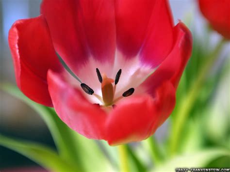 Flowers & Planets: Tulip Flower Wallpapers