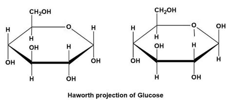 Explain the Haworth projection of glucose.