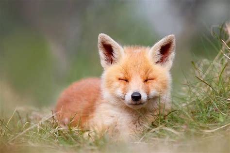 Cute Baby Red Foxes Sleeping