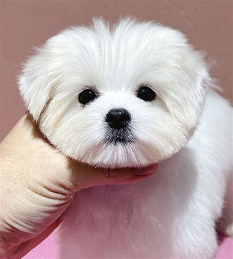 The Art of Maltese Haircuts: 12 Styles to Transform Your Furry Companion - Rocky Kanaka