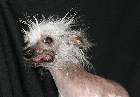 The World's Ugliest Dogs: June 2010